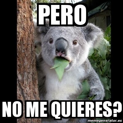 meme koala pero   quieres