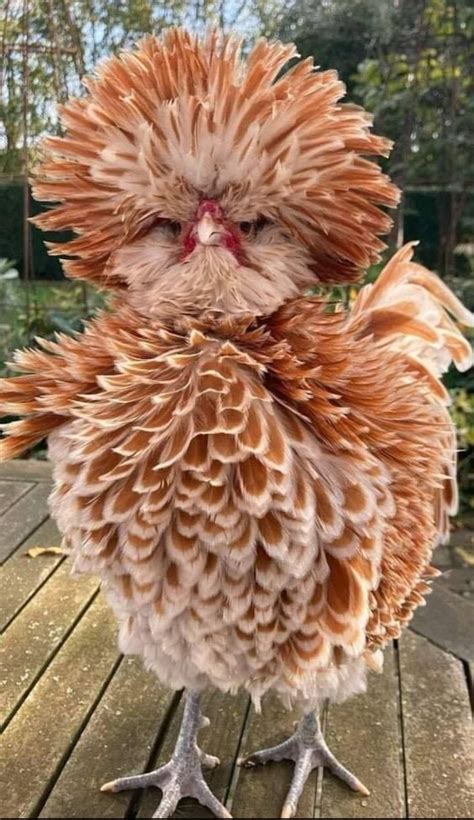 🐔Buff Laced Polish are very rare breed of chickens. Polish chickens are ...