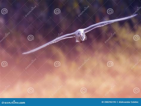 White bird in flight II stock image. Image of wildlife - 288296195