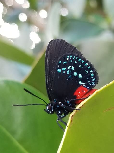 Discovery of How a Group of Caterpillars Turned Poisonous