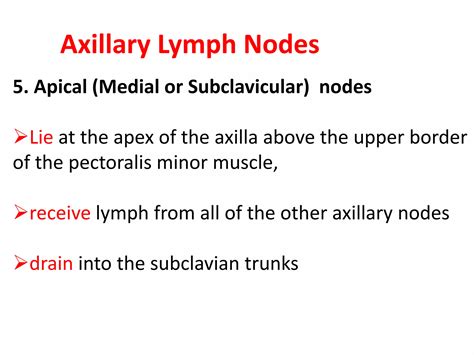 Anatomy of axilla with Dr- Ameera Al-Humidi .pptx