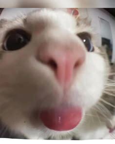 Super silly cat