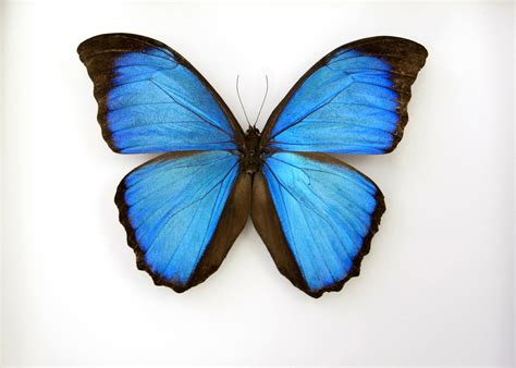 Email Providers Butterfly