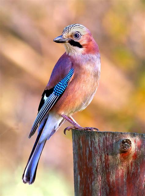 10 british garden birds – Artofit