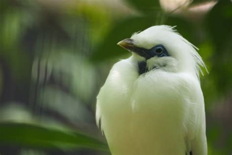 bali mynah zoochat