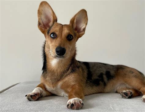 Corgi vs. Dorgi: What You Need To Know About These 2 Breeds