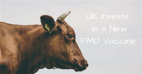 uk invests    fmd vaccine  love veterinary