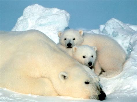 Polar Bear Pictures & Facts: Page Two