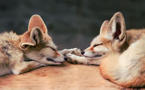 Two baby red fox, fox, baby animals, animals, sleeping HD wallpaper ...