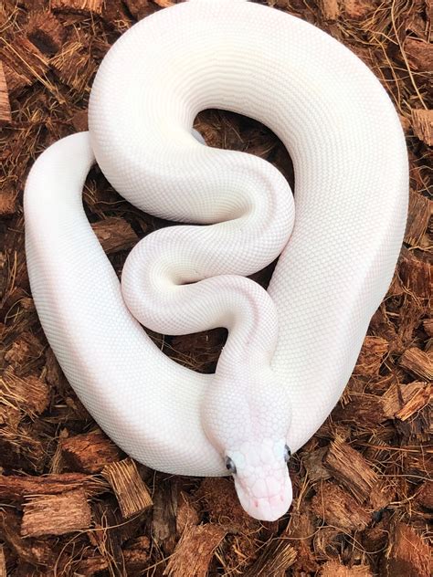 White Diamond Clown Ball Python by SW reptiles - MorphMarket