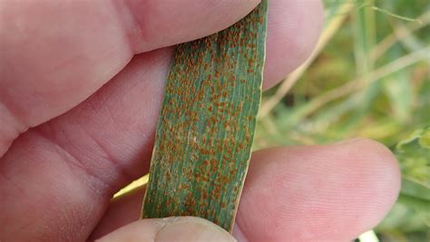 Prairie farmers may face a potential rust threat this year