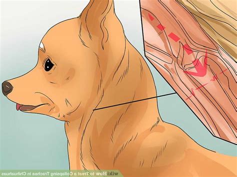 Chihuahua Tracheal Collapse Treatment