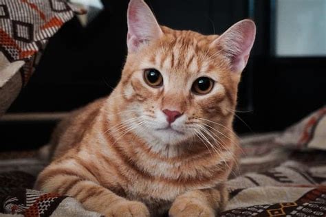 Cutest Cat Breeds: Enjoy These Pictures - PD Insurance NZ