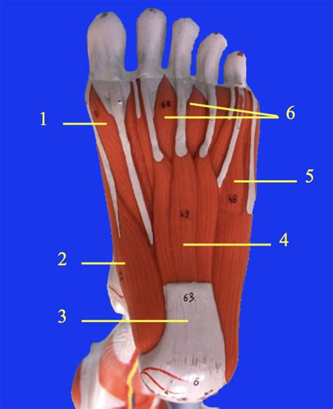 Foot: Plantar Diagram | Quizlet