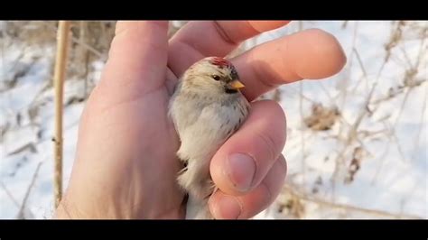 Ловля певчих птиц. лазоревка, чечётка, урагус, щегол. - YouTube