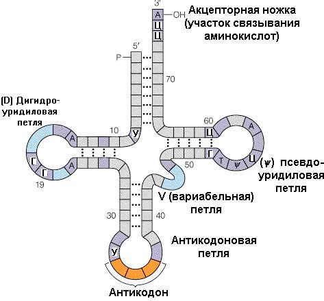 28. Особенности строения и роль различных видов рнк - информационной ...