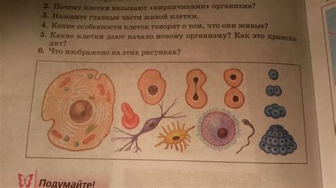 Рассмотрите рисунок клетки какая структура клетки обозначена на рисунке ...