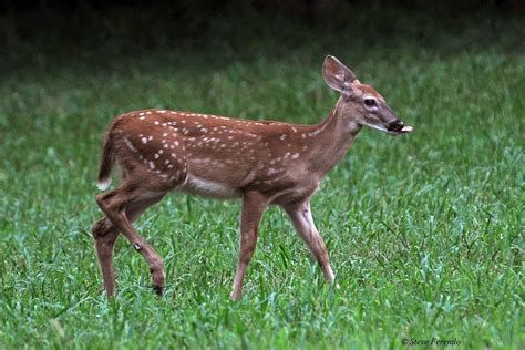 "Natural World" Through My Camera: Fawns Coming Out, At Last