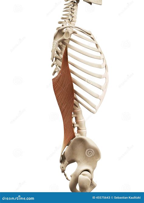 Latissimus Dorsi - Anatomy Muscles Stock Photo | CartoonDealer.com