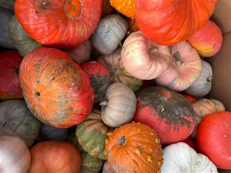 The Best Pumpkin Varieties (for Any Occasion) | Shifting Roots