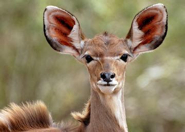Thornybush Game Lodge | Audley Travel UK