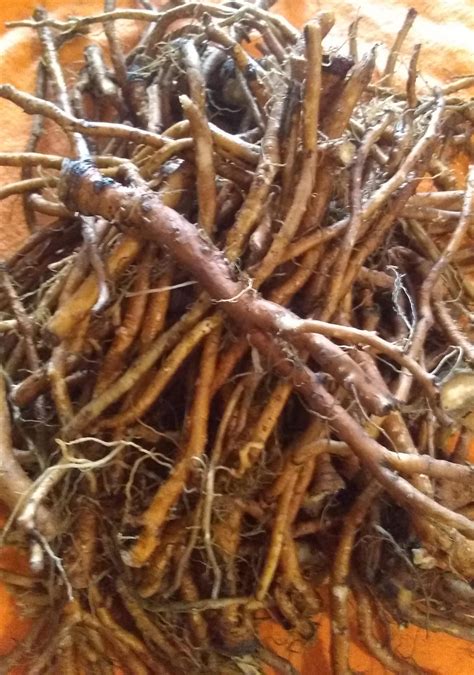 Dandelion Tincture – Andromeda Apothecary