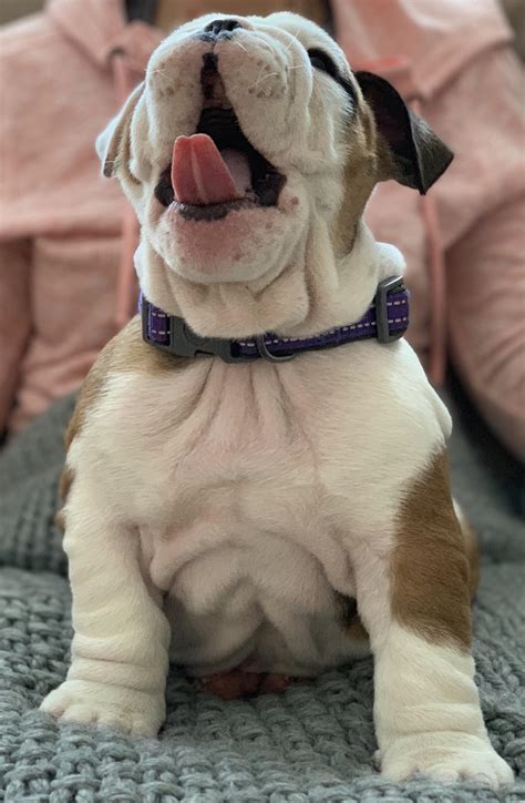 Meet Tommy Boy. He is super ready for all the adventures. : Bulldogs