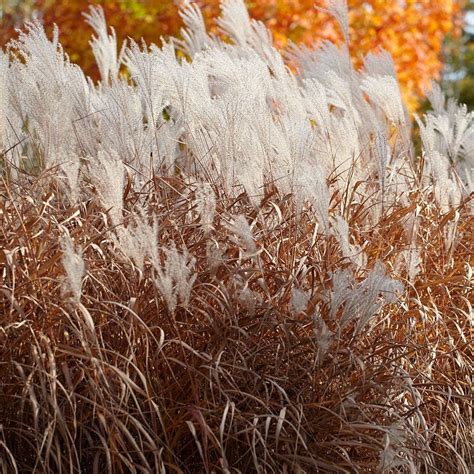 Purple Miscanthus, Maiden Grass | American Meadows