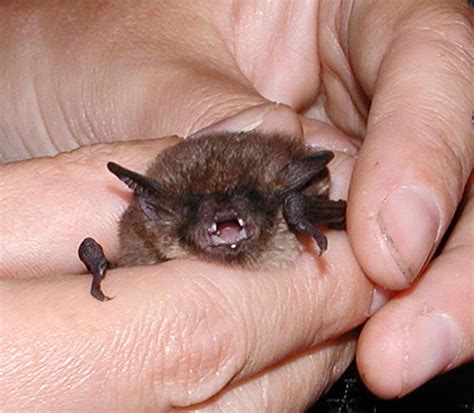 Rare Bat Species on Denman | Denman Conservancy Association