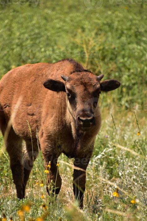 Stunning Young Bison Calf in a Field 9552731 Stock Photo at Vecteezy