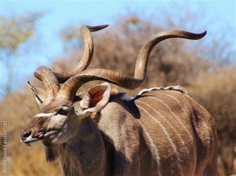 Kudu Bull - African Wildlife Background - Pride of Trophy Horns Stock ...