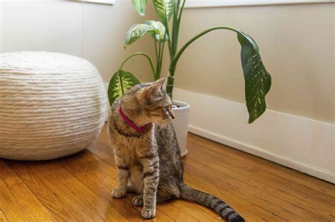 What Plants Are Toxic To Cats With Pictures And Names - Infoupdate.org