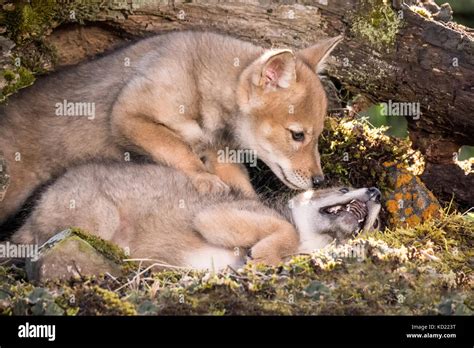 Two Fighting Wolves High Resolution Stock Photography and Images - Alamy