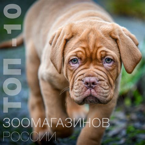 ТОП-10 зоомагазинов России | IoPet.ru
