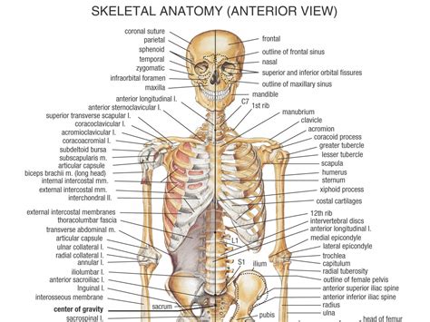 human body wallpapers  images