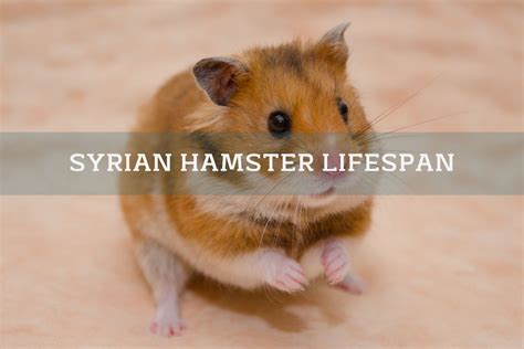 Syrian Hamster Pet | atelier-yuwa.ciao.jp