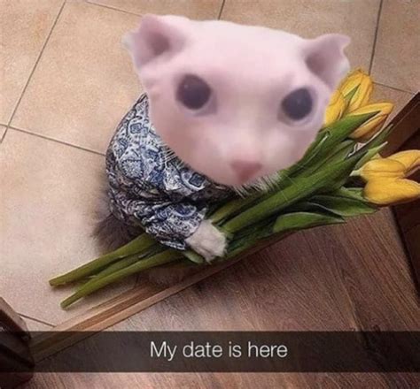 Bingus has arrived : r/bingus