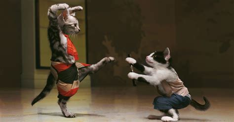 Kung-fu Cats Wallpapers HD / Desktop and Mobile Backgrounds