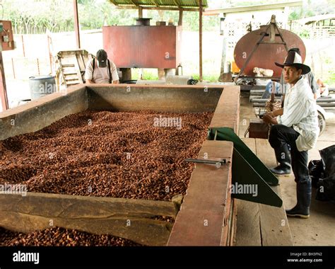 Cocoa processing hi-res stock photography and images - Alamy