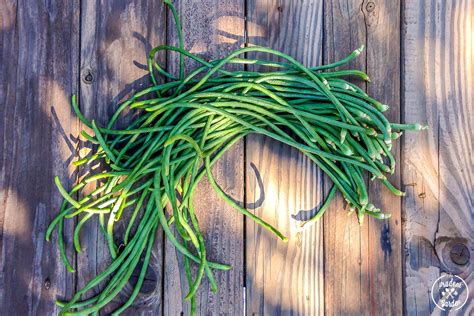 Growing Yard Long Beans | Soy Glazed Long Beans Recipe