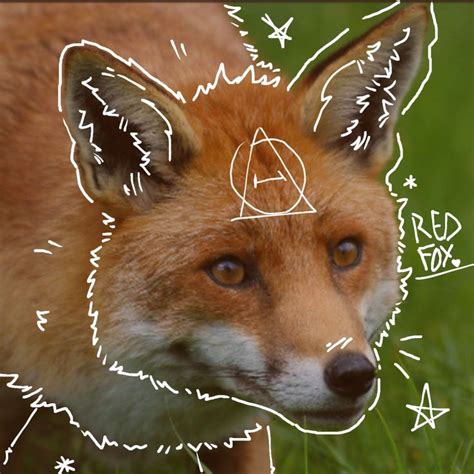 Fox therian pfp | Fox pictures, Red fox, Fox
