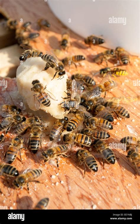 Honeybee fondant hi-res stock photography and images - Alamy