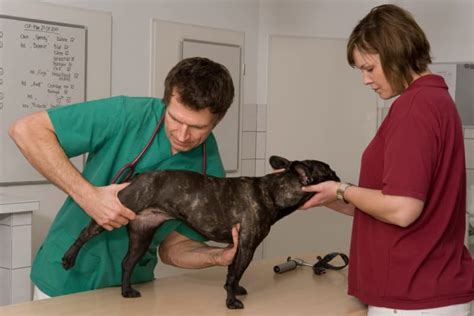 Hip Dysplasia in Dogs - Treatment & Prevention | Clovis Vets