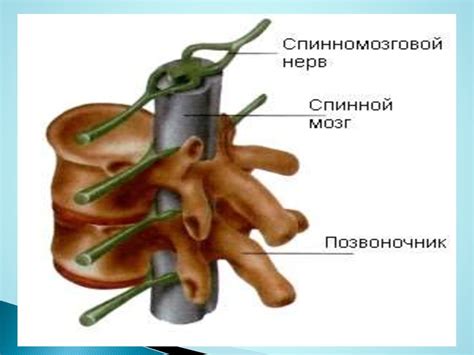 Синдоромы поражения спиннога мозга - презентация онлайн