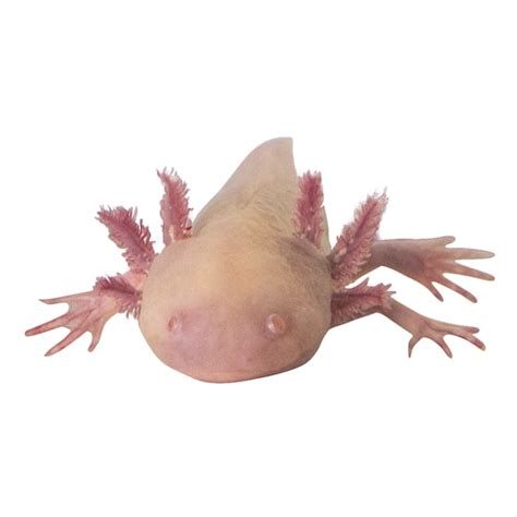 Albino Axolotl For Sale | Petco