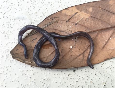 Brahminy Blind Snake Is Venomous - All Worms