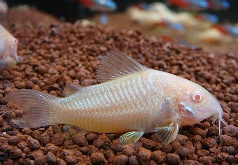 ALBINO CORYDORAS - aquascape