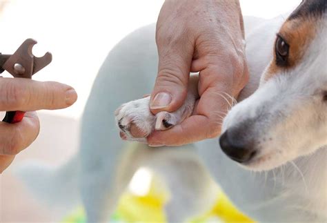 how to hold dog nail trimmers