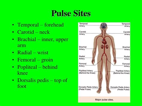 PPT - Pulse PowerPoint Presentation, free download - ID:1258958