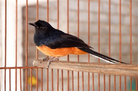 murai batu cacingan inilah gejala   mengatasinya kicaumanianet